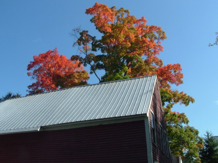 Maple over barn