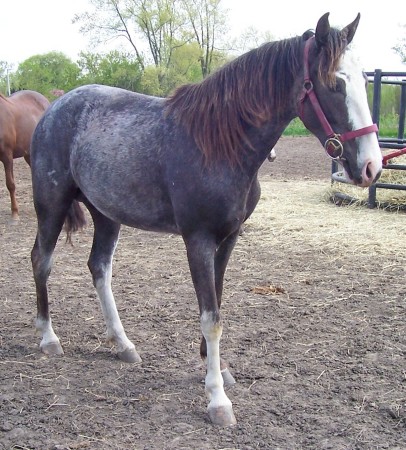 my mare Beauty, Macks momma