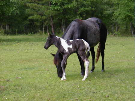 New additions to the ranch