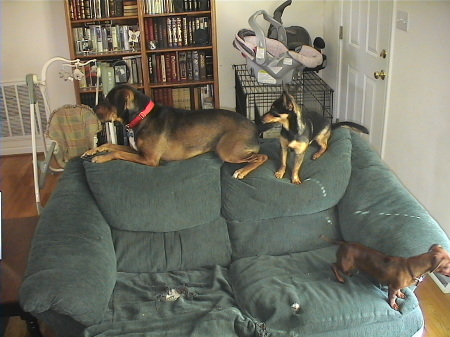 Gizmo, Bruiser and Maggie May on thier couch