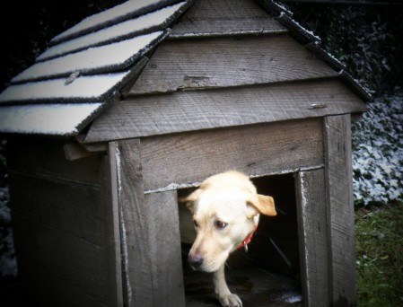 January 20th 2009 - SNOW IN THE CAROLINAS!