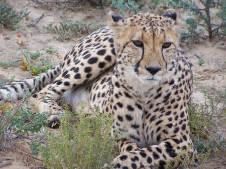 Cheeta on Safari