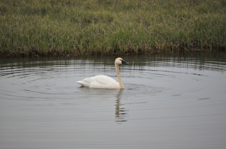 Swan