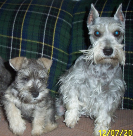 Sadie(one of my dogs) and a puppy