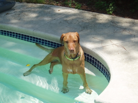 Red cooling off in the pool