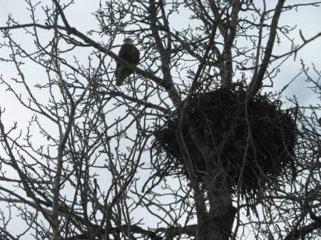 Eagle & Nest