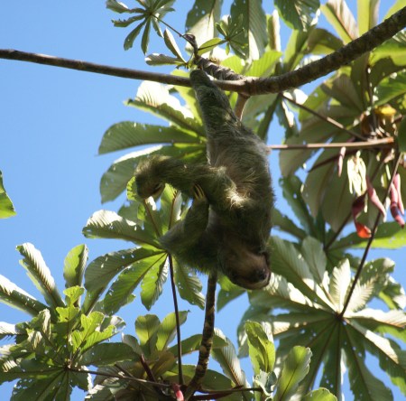 Three Toed Sloth in Costa Rica 2008