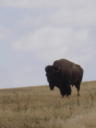 Bison in the Badlands of SD!