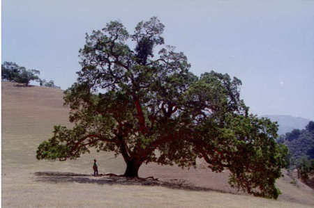 Oak and Person