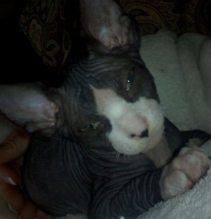 my new hairless kitty