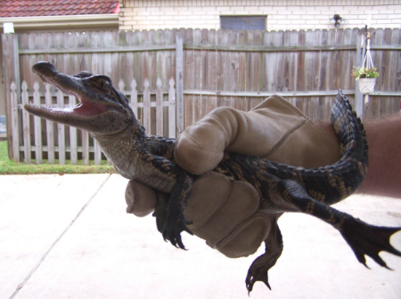 2 year old alligator who lives in the creek