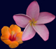 Hawaiian Flowers