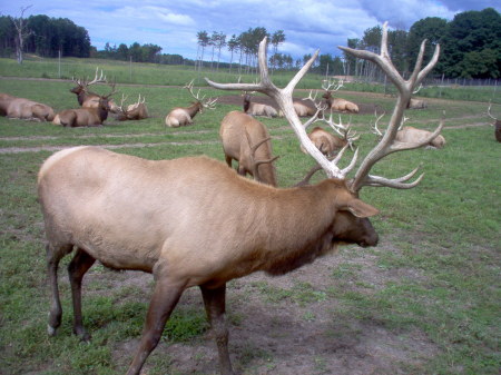 Elk country