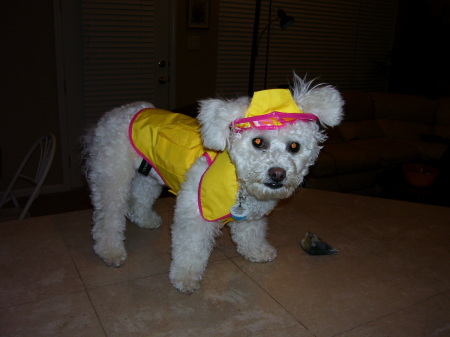 9 month old Bichon in raincoat