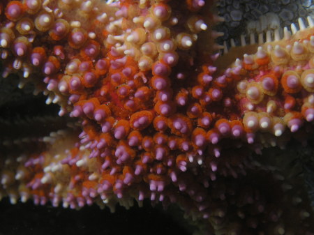 Rainbow seastar photo taken off Monastery beach