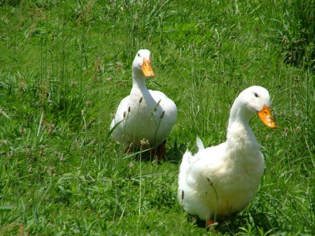 MY DUCKS