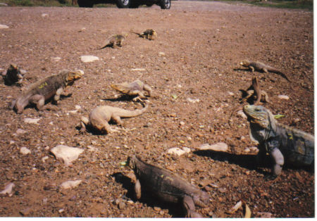 Iguanas in Cuba