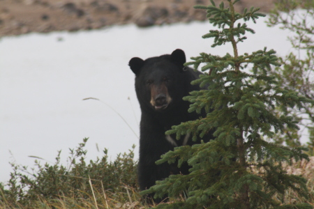 Hide-and-Seek with a Black Bear