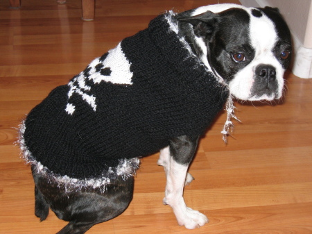 Our dog, Dottie, in her Halloween sweater.