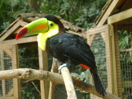 Copan -Macaw Mountain