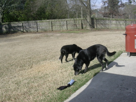 Dixie (Lost her June 2008) and Trixie