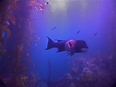 my best shot - a sheephead