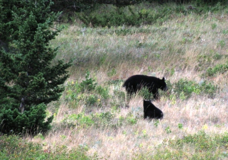 Black Bears on the Canadien Side of Glacier NP
