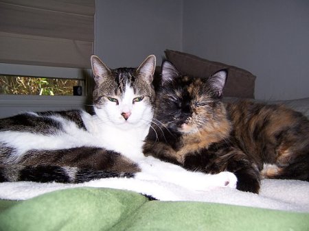 "The Sweetest, Smartest and Prettiest Cats in the World."