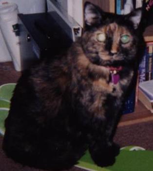 my kitty moe (RIP Honey, mommy will miss you!)