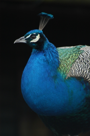 Peacock at Leeds Castle south of London