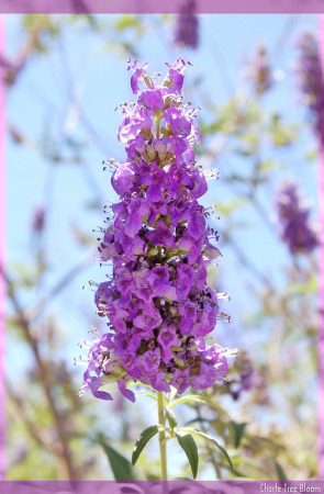 Chaste Tree Bloom