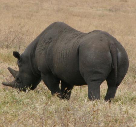 Black Rhino