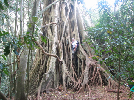 brian up a tree in thai national park 2010