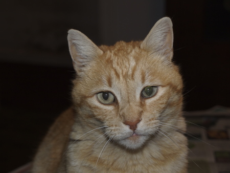 Nigel, the head rub cat