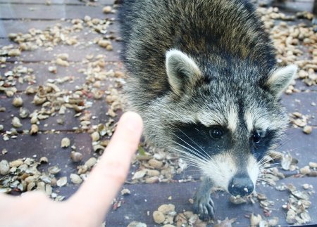 Raccoon Cub...Very Cute...through the glass Door!!