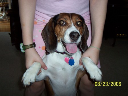 my beagle Holly