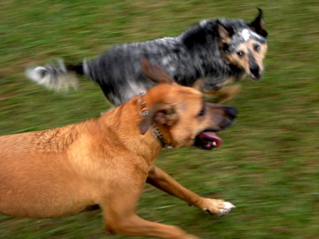 My "kids"...Jester (brown) & True