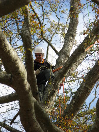 water oak