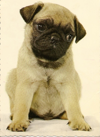 Pugs are the bomb, and I don't mean cool.