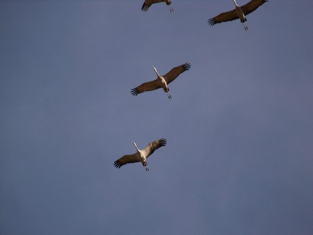 Sandhill Cranes