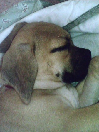 My new baby girl-Abby. She's a Puggle!