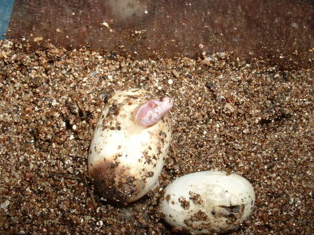 Snowcorn Hatching!