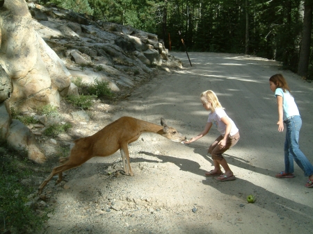 Jessica feeding a deer near Yosemite.