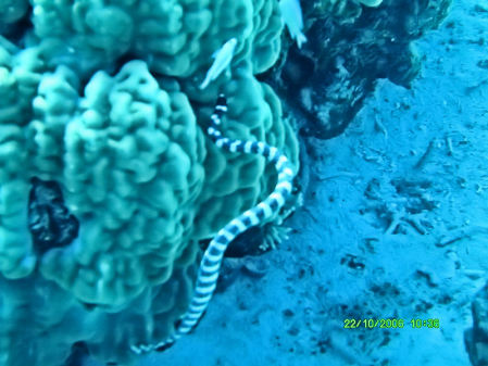 Sea Snake