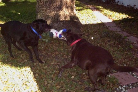 Hershey & Capone playing tug-of-war in the back yard