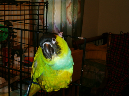 My bird.....Tonka