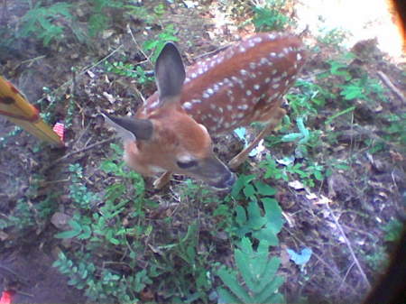 Baby deer