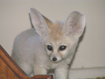 young fennec