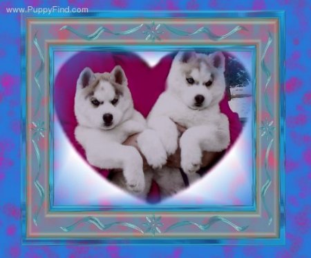 pair of Siberian Husky Puppies