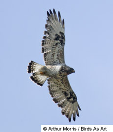 rough-legged hawk